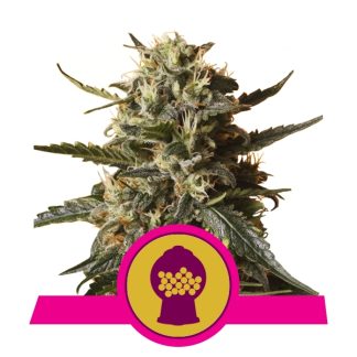 BubbleGum XL