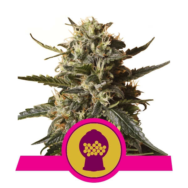 BubbleGum XL