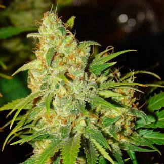 Bubblelicious Auto Seeds