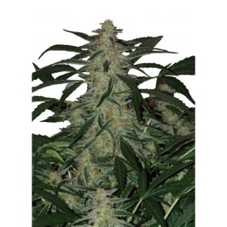 Deimos Auto