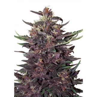 Buddha Purple Kush