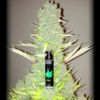 Budzilla-0
