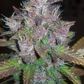 c4 fastbuds