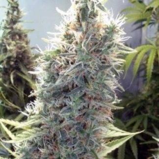 C99 SEEDS