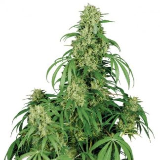 Calamity Jane Auto