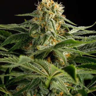 California Hash Plant