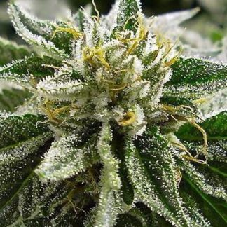 Canadian Kush