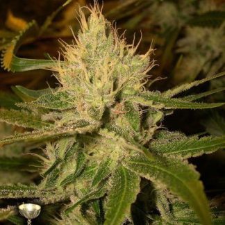 Cannalope Haze
