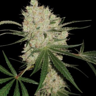 Cannalope Kush