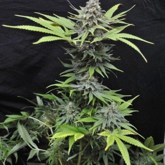 CBD Critical Mass