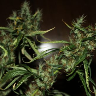 CBD Mango Haze