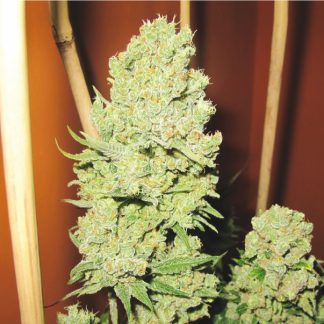 Channel + Medical Seeds