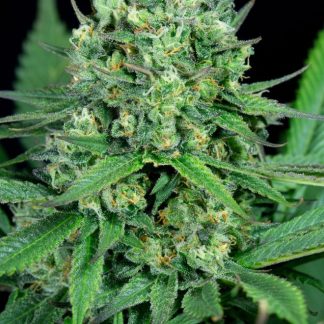 Cheese CBD