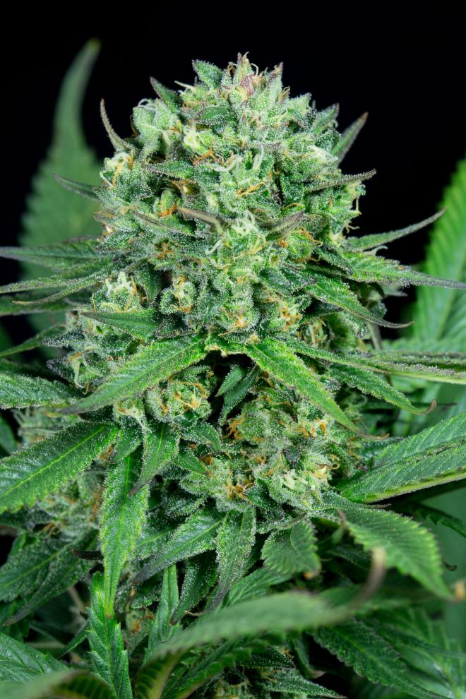 Cheese CBD