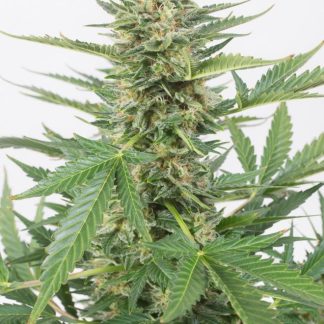 Cheese XXL Auto