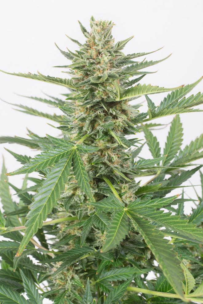 Cheese XXL Auto
