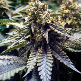Chocolate Mint OG