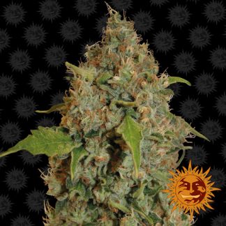 Chronic Thunder
