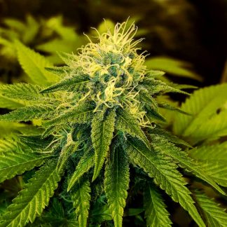 Chrystal de Nirvana seeds