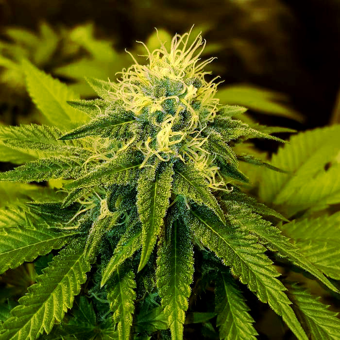 Chrystal de Nirvana seeds