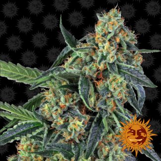 Cookies Kush