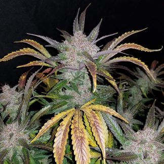 Cream Cookies