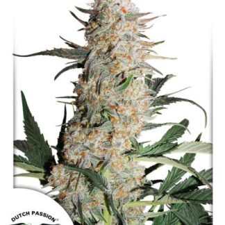 Critical Orange Punch