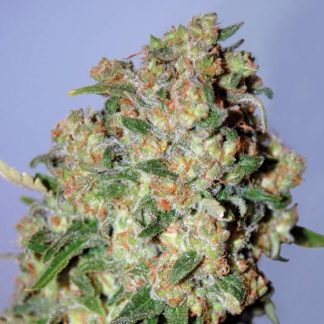Critical Seeds