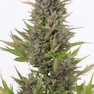 Critical + Autoflowering CBD
