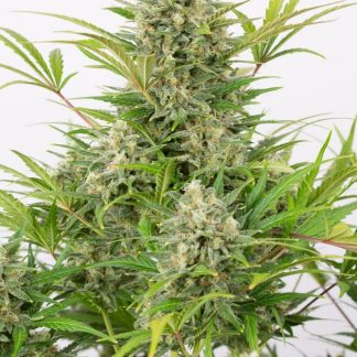 Critical Cheese Auto
