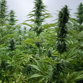 Critical Jack