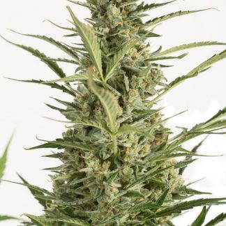 Critical Jack Auto