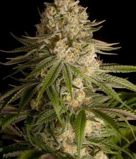 Critical Kush van Dinafem