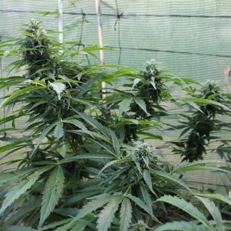 NYC Diesel Auto Zaden