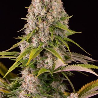 Diesel by Dinafem