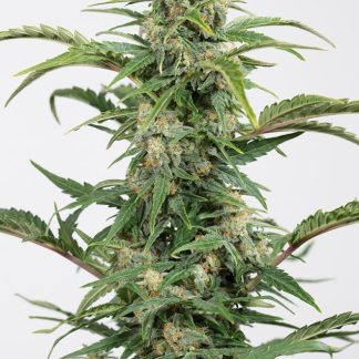 Dinamed CBD Auto