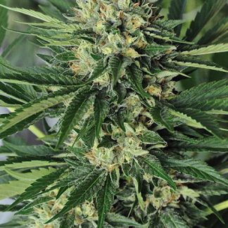 Dr Greenthumb's Em-Dog par B-Real
