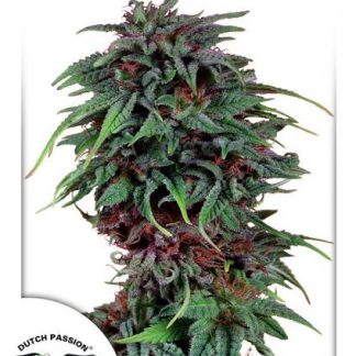 Durban Poison Zaden