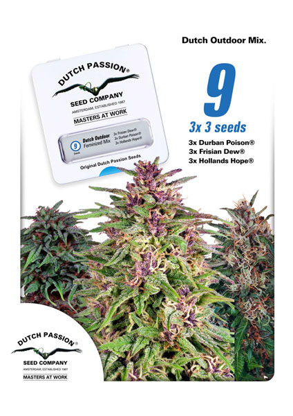 Dutch Passion Dutch outdoor mix Graines