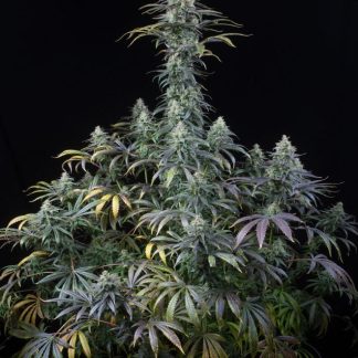 Early Amnesia CBD