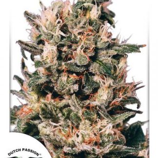 Euphoria Seeds
