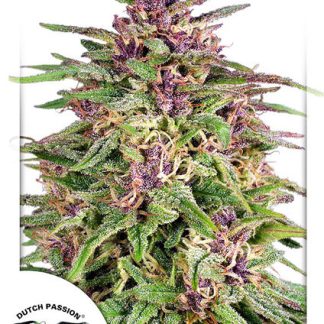 Frisian Dew Seeds