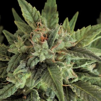 Fruit Auto