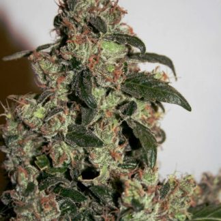 G13 Haze