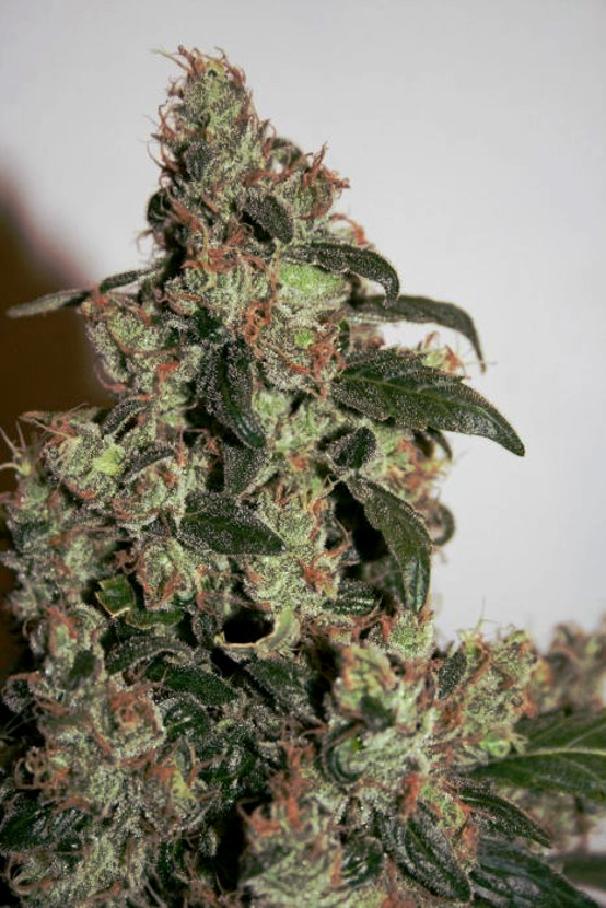 G13 Haze