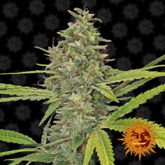 G13 Haze Seeds