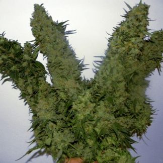 G13 Skunk