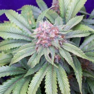 G13 Widow