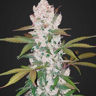 Girl Scout Cookies Auto