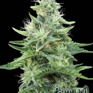 Gorilla Candy